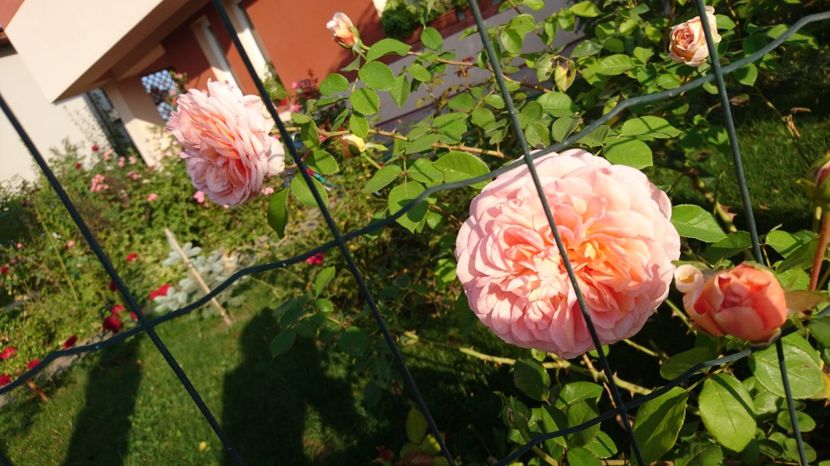  - Abraham Darby
