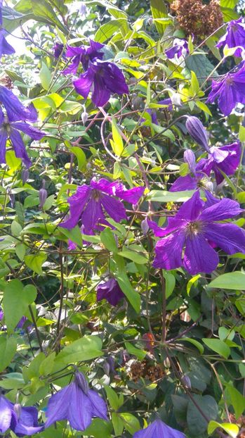 clematita mov,flori medii 4-5cm - clematite 2017