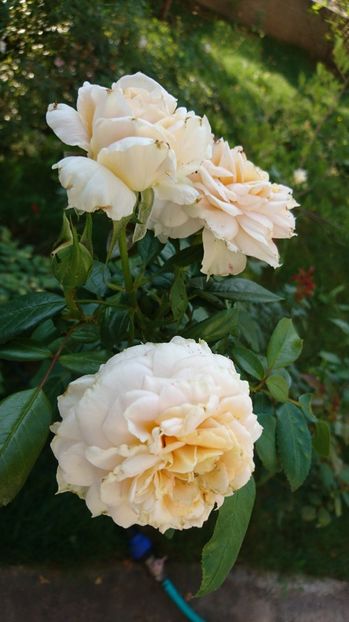  - Uetersener klosterrose- urcator