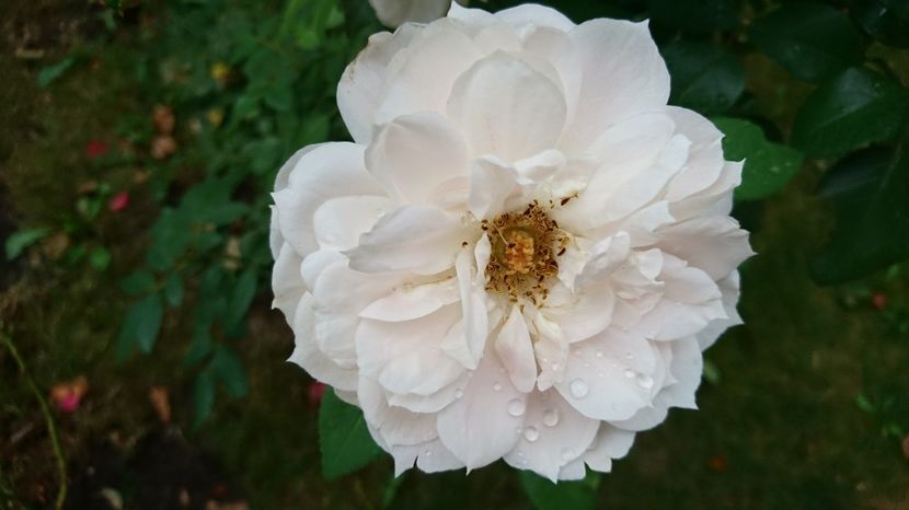  - Uetersener klosterrose- urcator