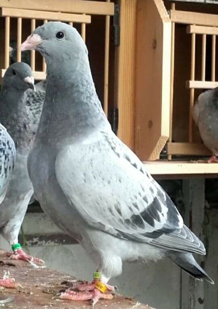  - PENTRU CRESCATORII CARE SE RESPECTA