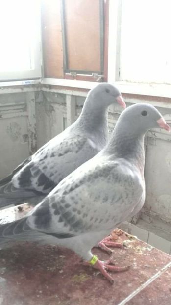 pui 2017 - PENTRU CRESCATORII CARE SE RESPECTA