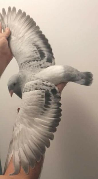  - PENTRU CRESCATORII CARE SE RESPECTA