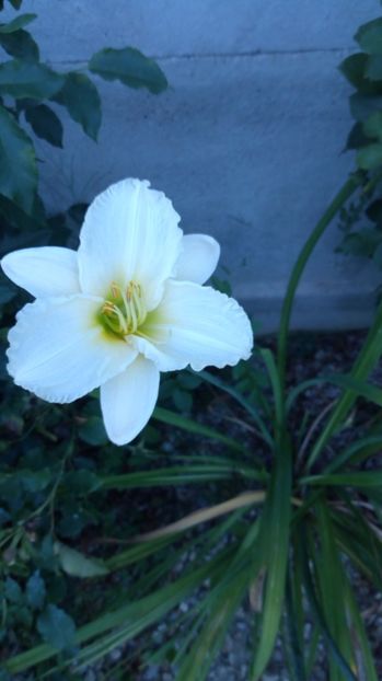 Gentle_Shepherd - 2017 Hemerocallisi
