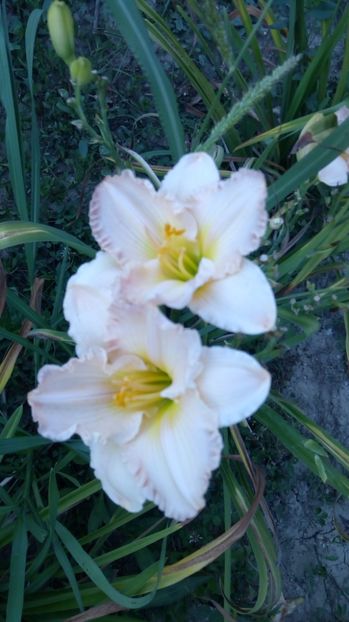 seal of aproval - 2017 Hemerocallisi