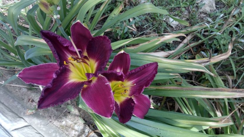 strutters ball - 2017 Hemerocallisi