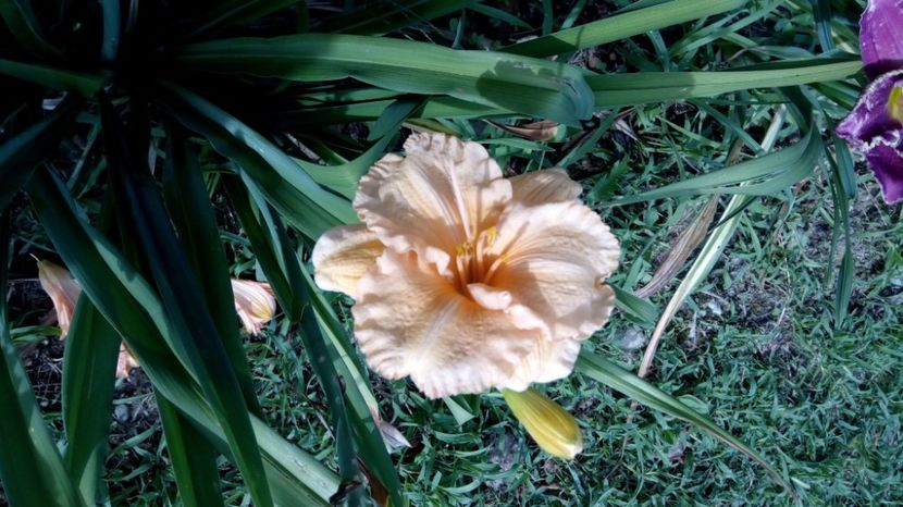 siloam orange splash - 2017 Hemerocallisi
