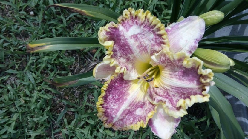 Diva s choice - 2017 Hemerocallisi