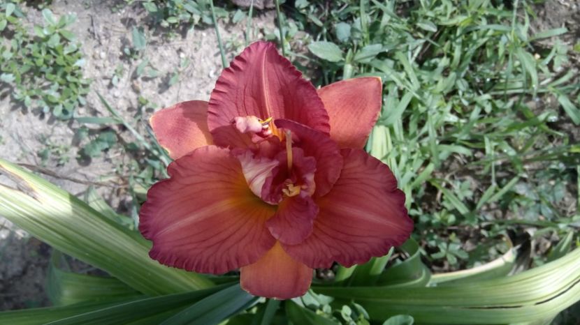  - 2017 Hemerocallisi