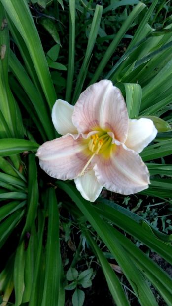  - 2017 Hemerocallisi