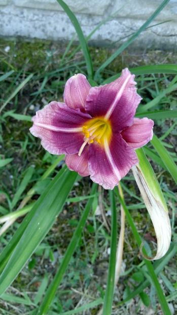 clip du coeur - 2017 Hemerocallisi