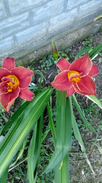 higland lord - 2017 Hemerocallisi