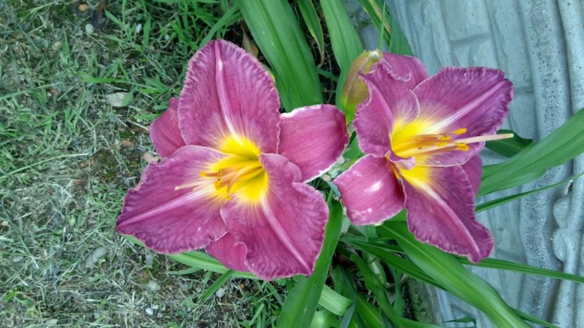 earth music - 2017 Hemerocallisi