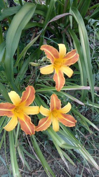 frans hals - 2017 Hemerocallisi