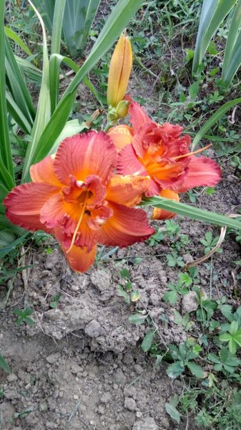 chrissy rene - 2017 Hemerocallisi