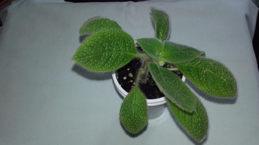 20170901_160719[1] - Sphalera