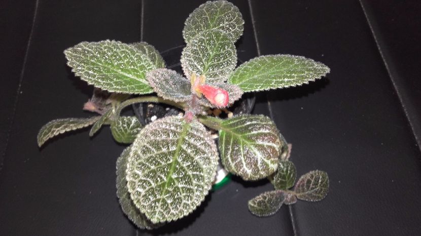 20170901_170807[1] - Tiger Stripe