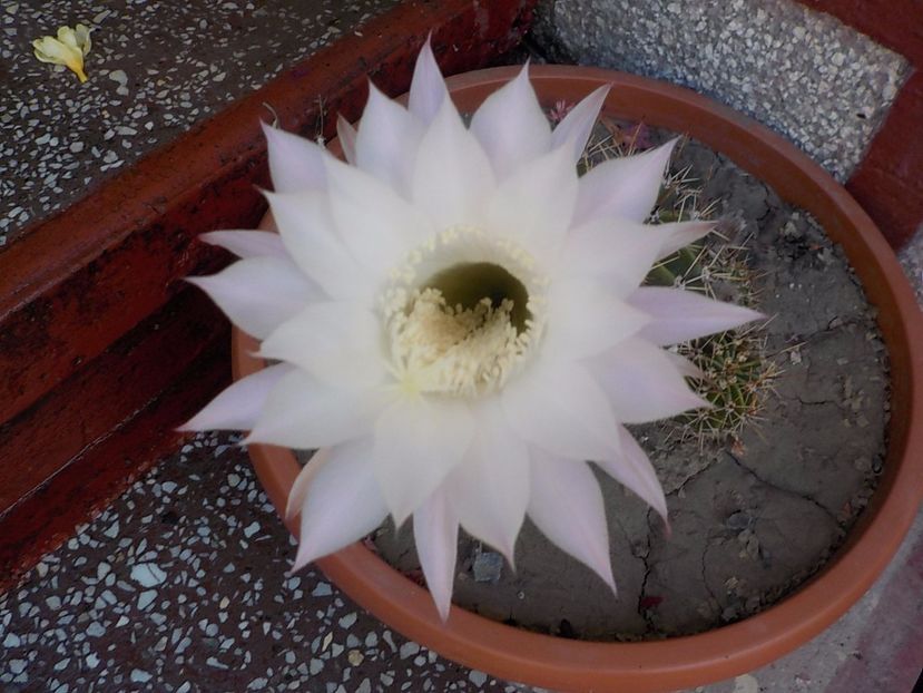  - Genul Echinopsis