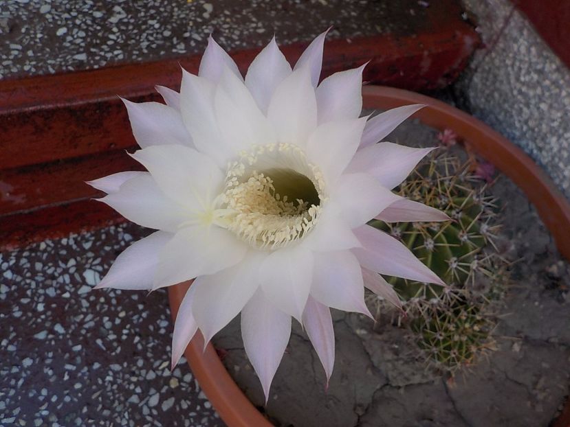  - Genul Echinopsis