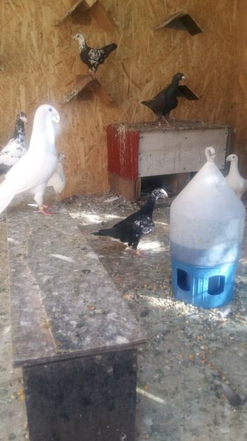 M1.Alb.2017 - vinduti