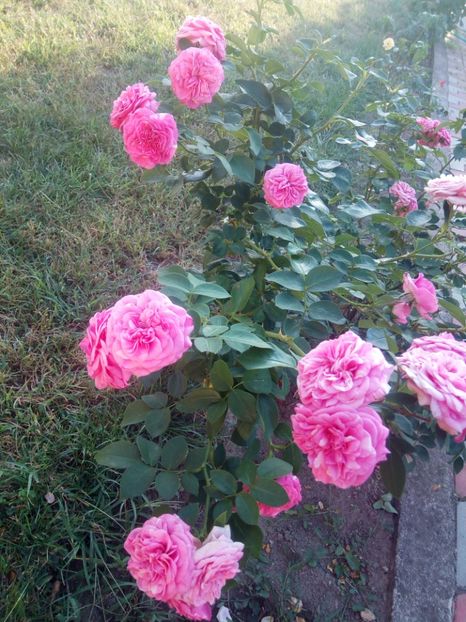 Flori de septembrie - Baronesse