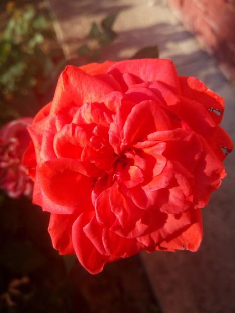  - Portocaliu - miniroza