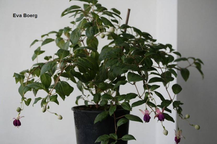 august 2017 - 02 Fuchsia