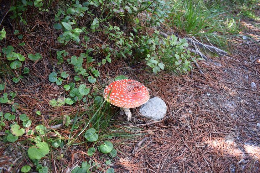  - 2017 - Obarsia Lotrului - a treia zi Galcescu apoi Oasa