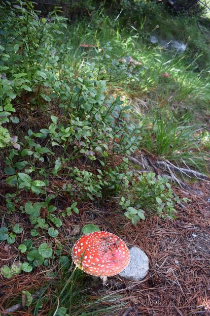 - 2017 - Obarsia Lotrului - a treia zi Galcescu apoi Oasa