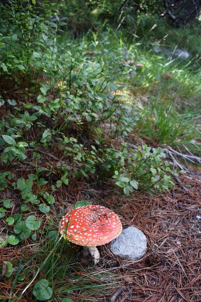  - 2017 - Obarsia Lotrului - a treia zi Galcescu apoi Oasa