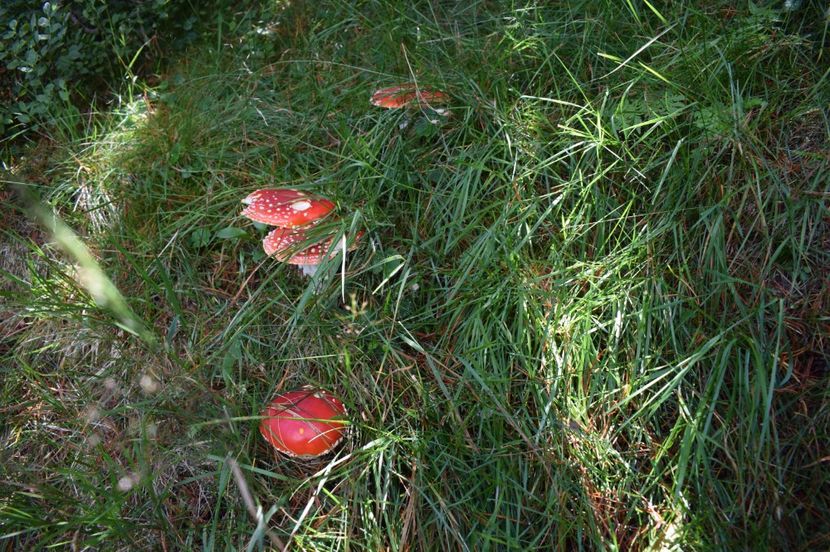  - 2017 - Obarsia Lotrului - a treia zi Galcescu apoi Oasa