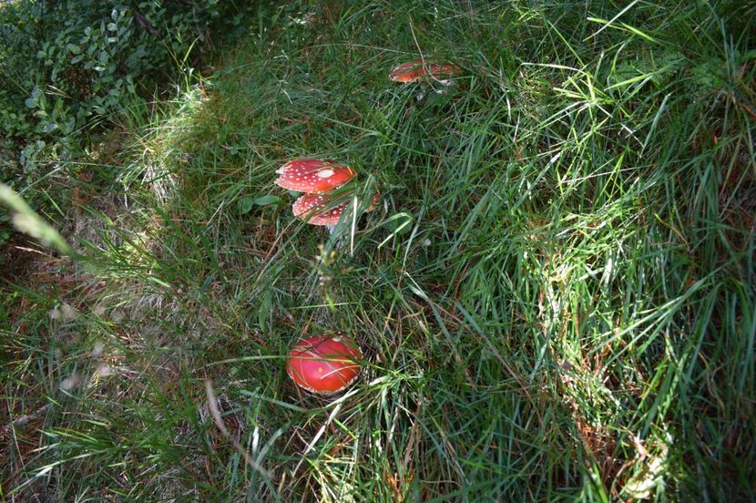  - 2017 - Obarsia Lotrului - a treia zi Galcescu apoi Oasa