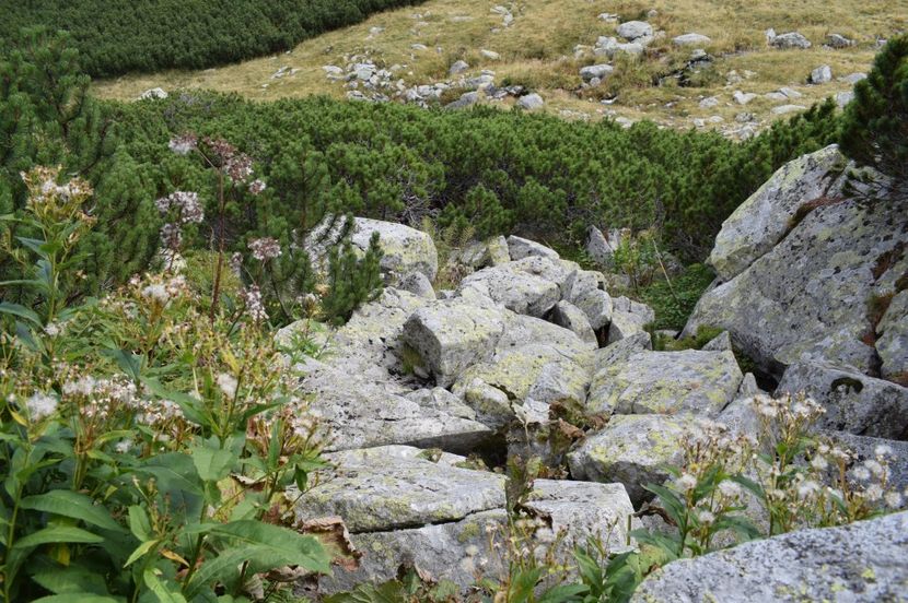  - 2017 - Obarsia Lotrului - a treia zi Galcescu apoi Oasa