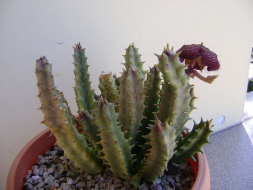 Orbea variegata - Stapeliade 2017