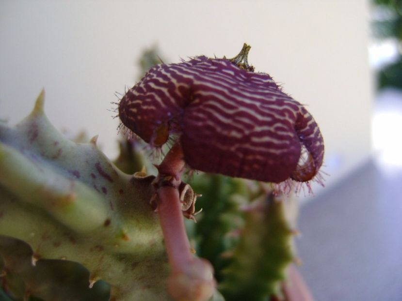 Orbea variegata - Stapeliade 2017