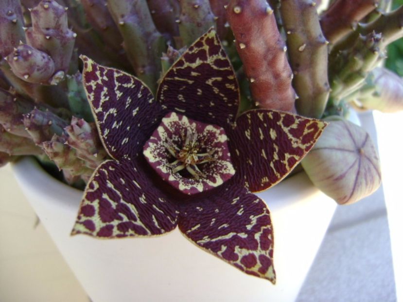 Stapelia variegata - Stapeliade 2017