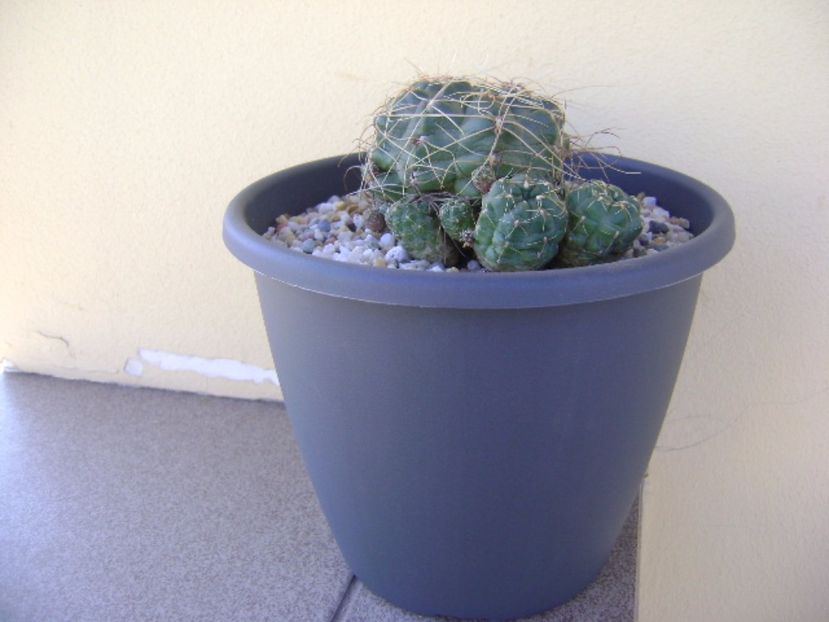 Gymnocalycium andreae - Cactusi 2017 Gymnocalycium