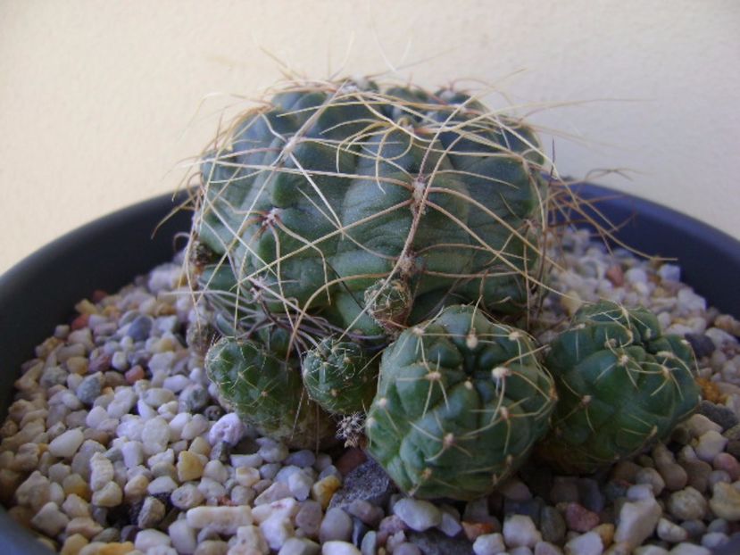 Gymnocalycium andreae - Cactusi 2017 Gymnocalycium