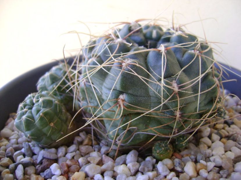 Gymnocalycium andreae - Cactusi 2017 Gymnocalycium