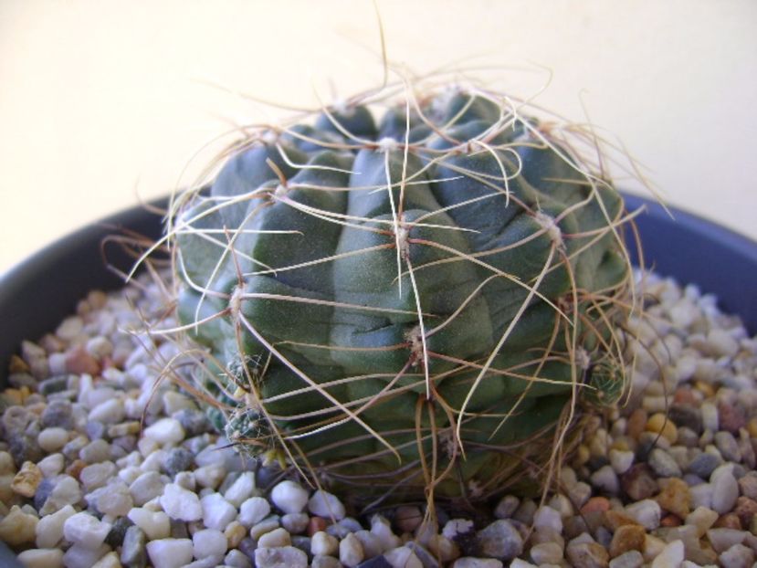 Gymnocalycium andreae - Cactusi 2017 Gymnocalycium