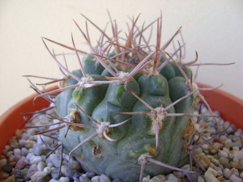 Gymnocalycium castellanosii - Cactusi 2017 Gymnocalycium