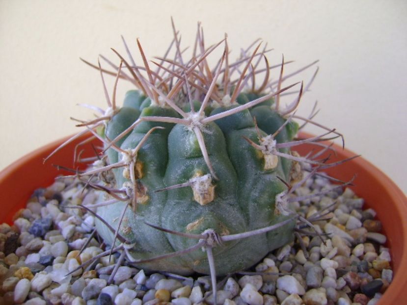Gymnocalycium castellanosii - Cactusi 2017 Gymnocalycium