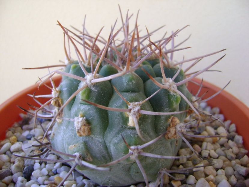 Gymnocalycium castellanosii - Cactusi 2017 Gymnocalycium