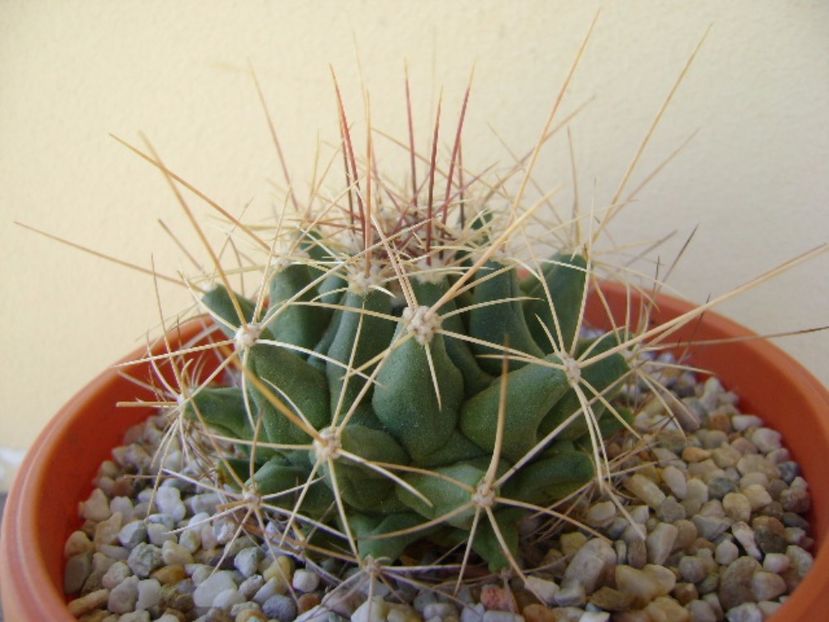 Thelocactus tulensis v. buekii - Cactusi 2017 final de an