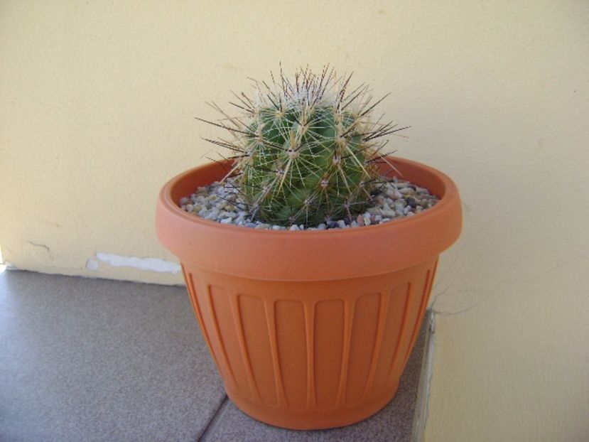 Thelocactus lausseri - Cactusi 2017 final de an