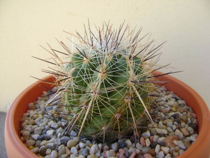 Thelocactus lausseri - Cactusi 2017 final de an