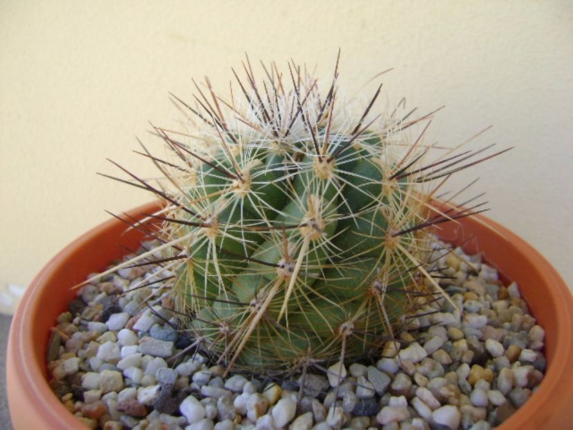 Thelocactus lausseri - Cactusi 2017 final de an