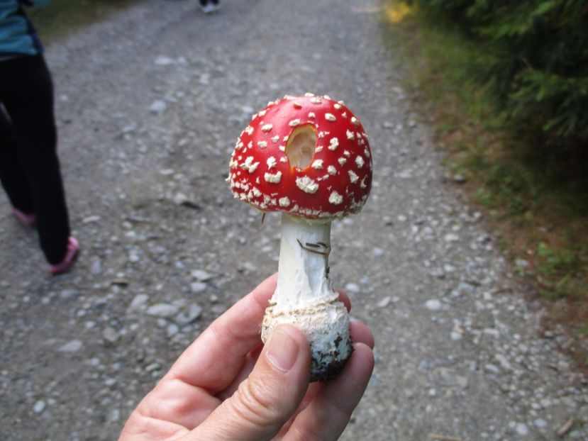  - 2017 - Obarsia Lotrului - a treia zi Galcescu apoi Oasa