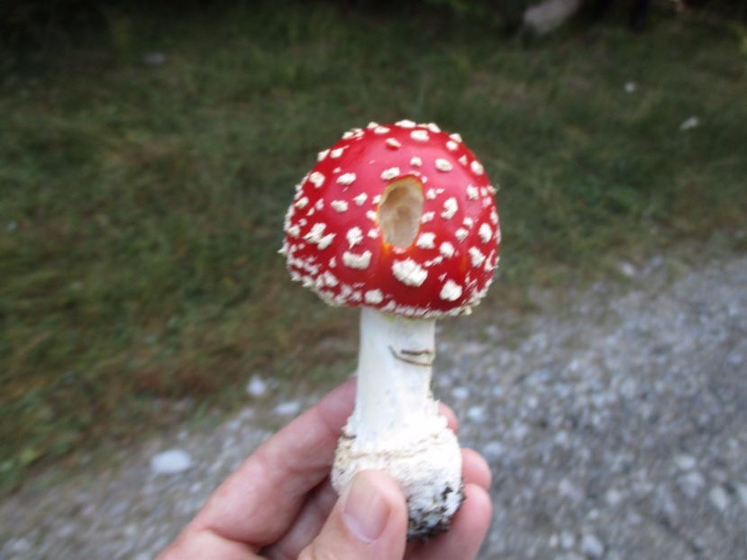  - 2017 - Obarsia Lotrului - a treia zi Galcescu apoi Oasa