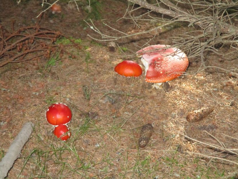  - 2017 - Obarsia Lotrului - a treia zi Galcescu apoi Oasa